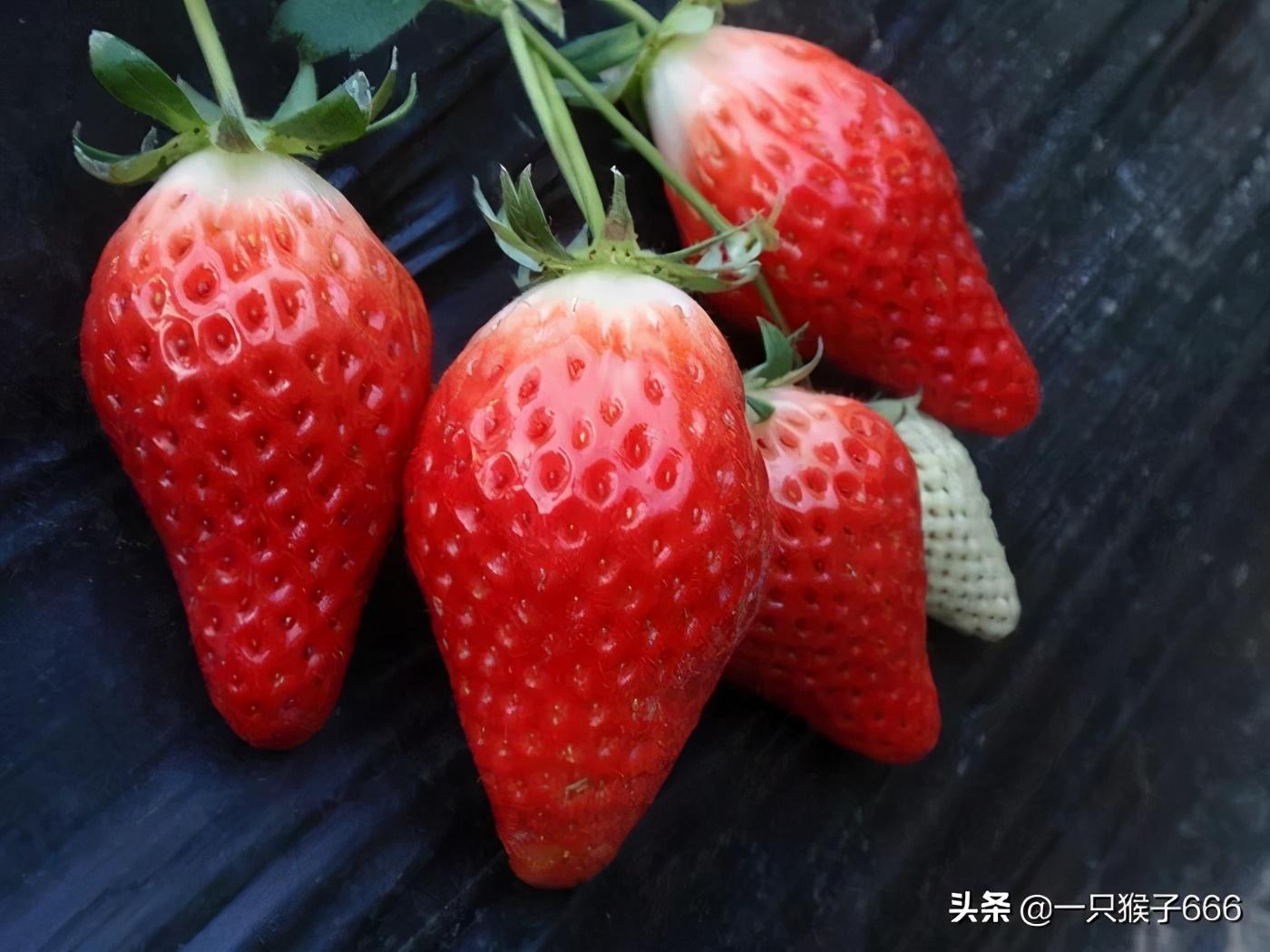 草莓儲存秘籍，延長保鮮期的小竅門