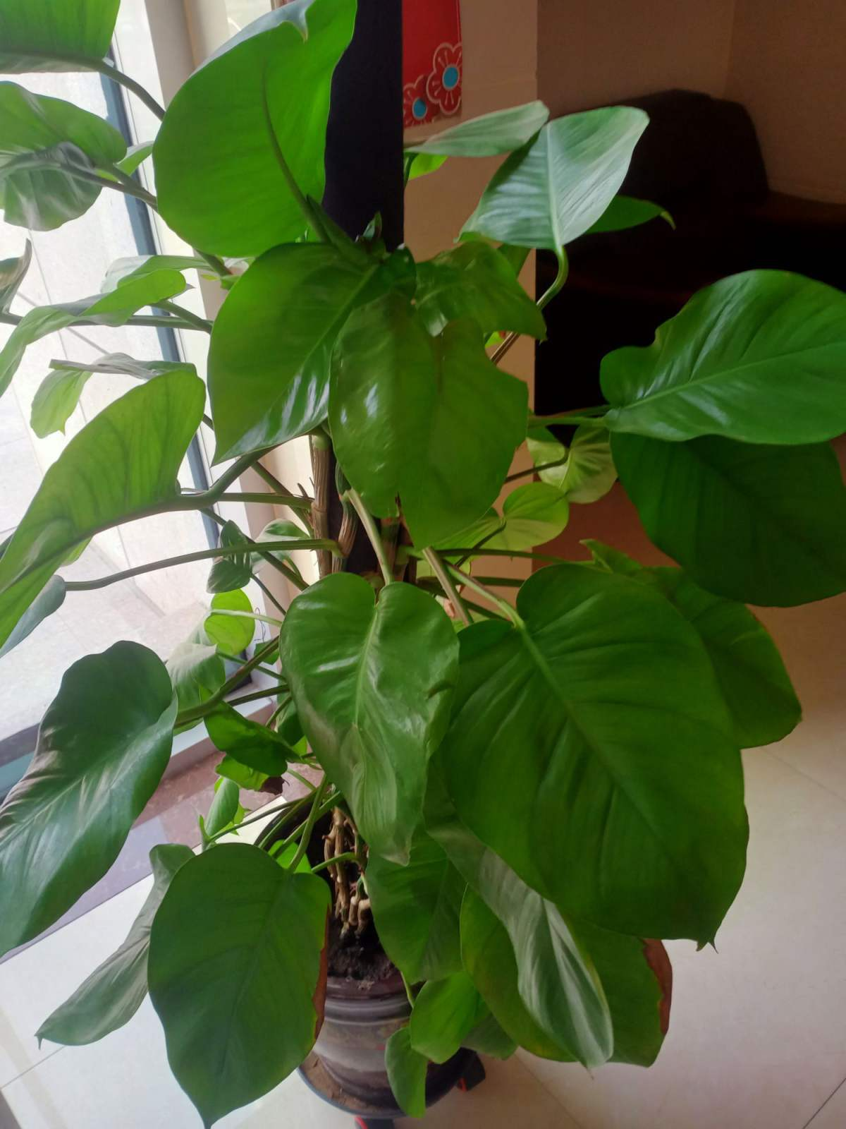 家庭綠植種植，凈化空氣，美化生活