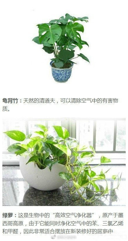 綠色植物如何凈化家庭空氣？