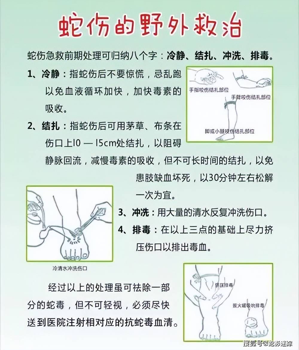 毒蛇咬傷急救指南，如何為家人提供正確救援措施