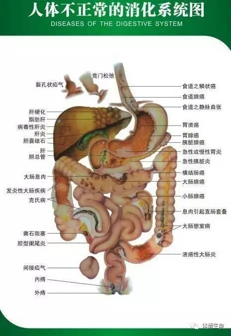 中醫(yī)消化系統(tǒng)調(diào)理良方，常見方法解析