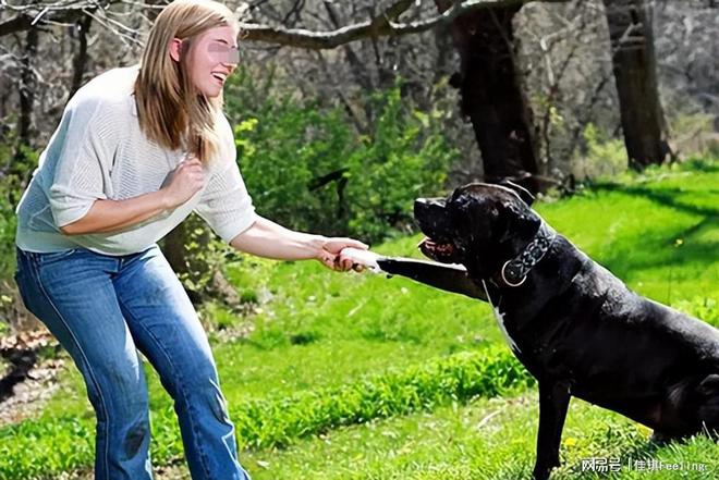 女子遭大型犬撕咬，司機緊急鳴笛救援事件