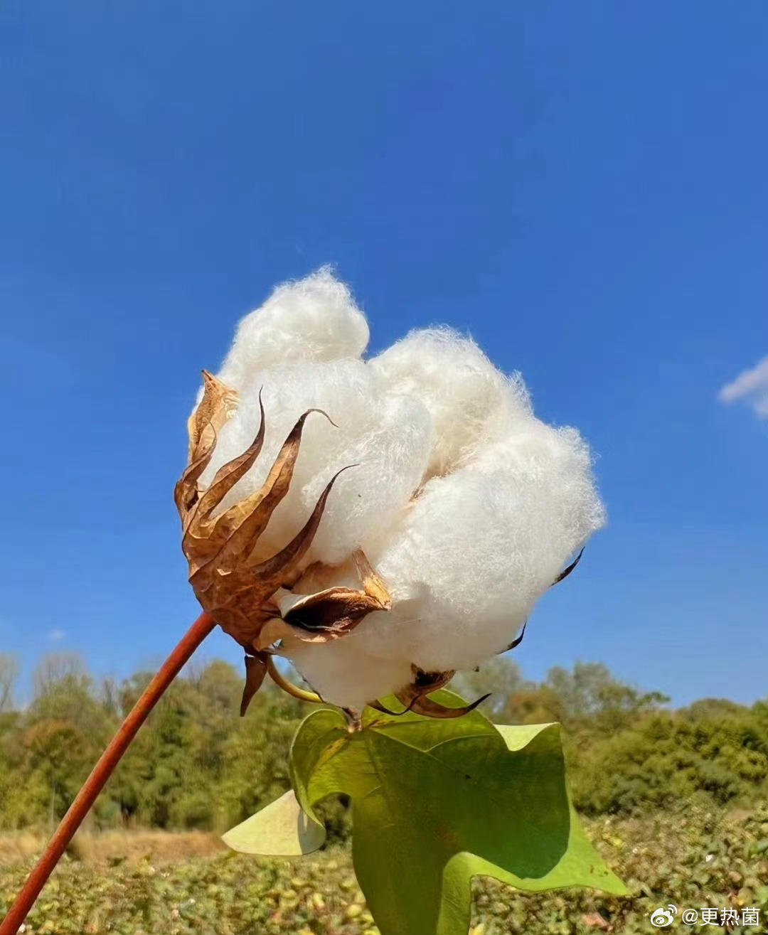 新疆棉，世界頂級(jí)棉花之一