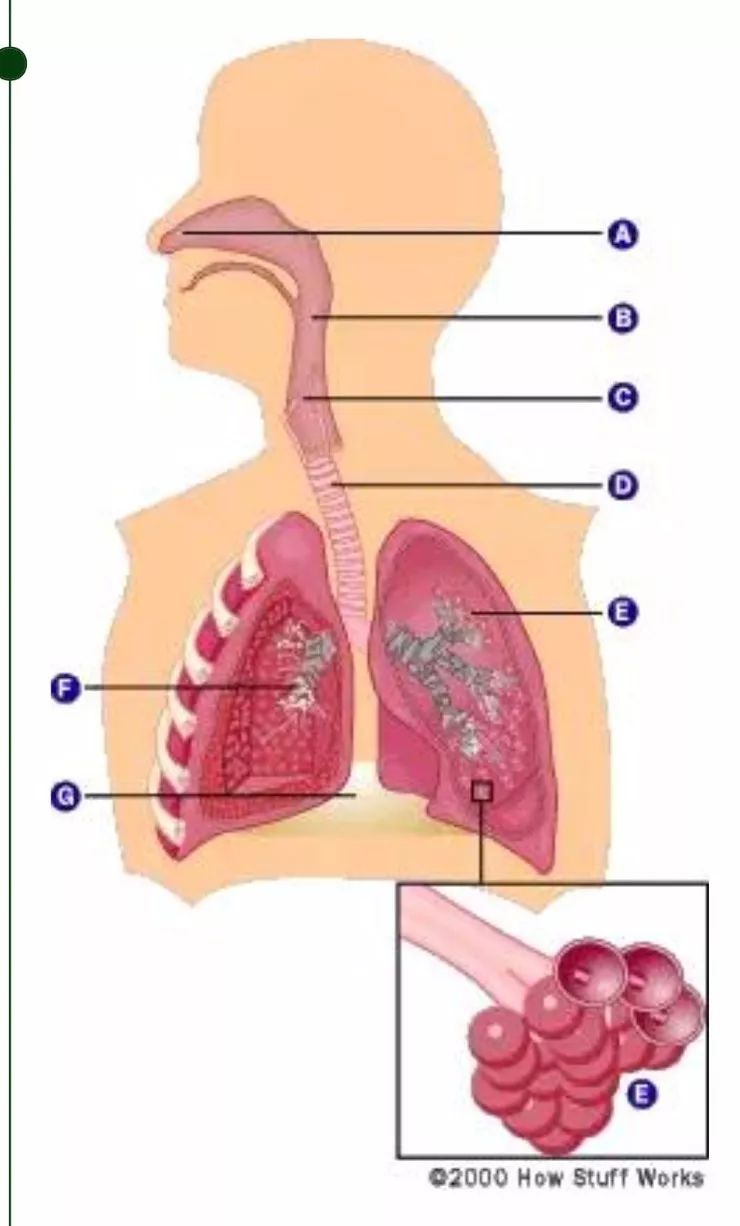 中醫(yī)調(diào)理呼吸系統(tǒng)，肺部健康維護之道