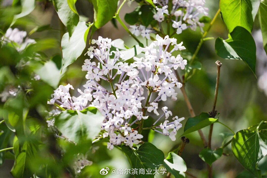 亞洲歐美綜合區(qū)丁香五月小說,全場(chǎng)景協(xié)作管理平臺(tái)_突破界限49.67.88