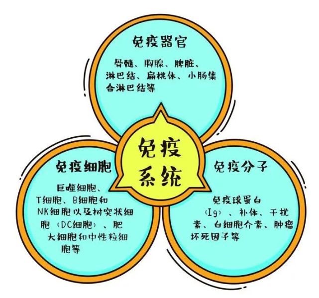 如何通過飲食調節(jié)身體免疫反應,協(xié)作能力創(chuàng)新掌控_錦航版34.26.93